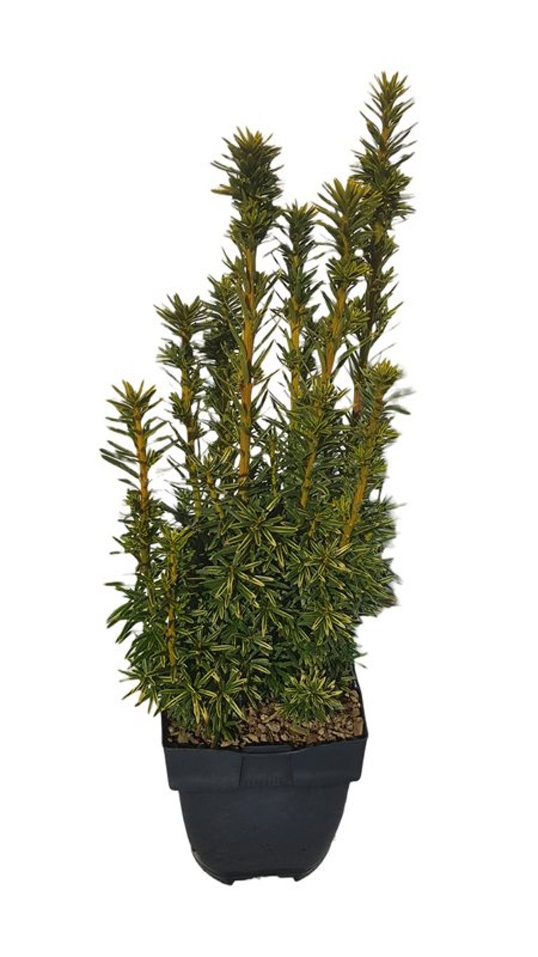 Taxus b. 'David' - C2